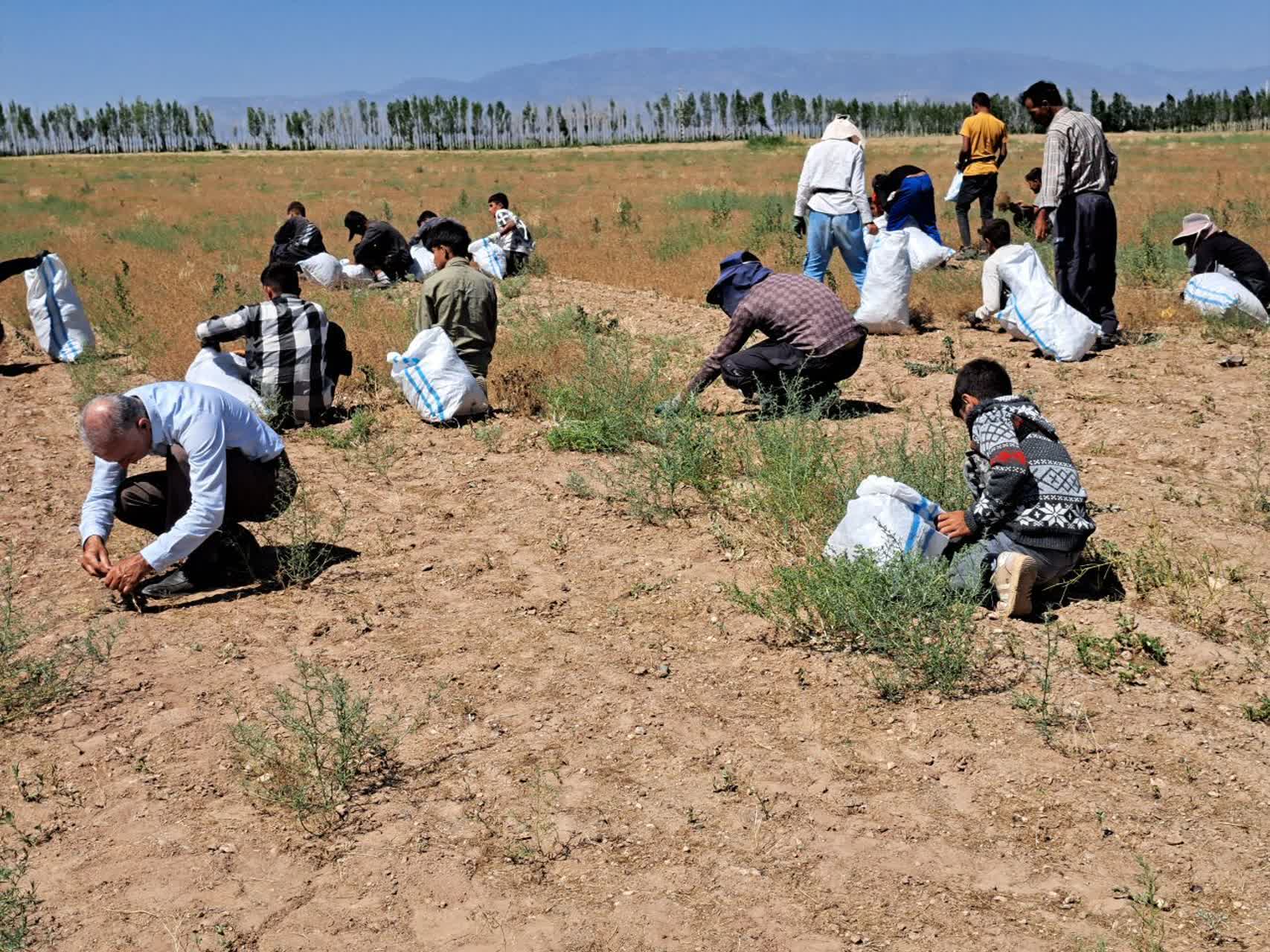 بازدید فرماندار پلدشت از سایت تولید گیاهان دارویی شرکت کرانه نیلگون افق