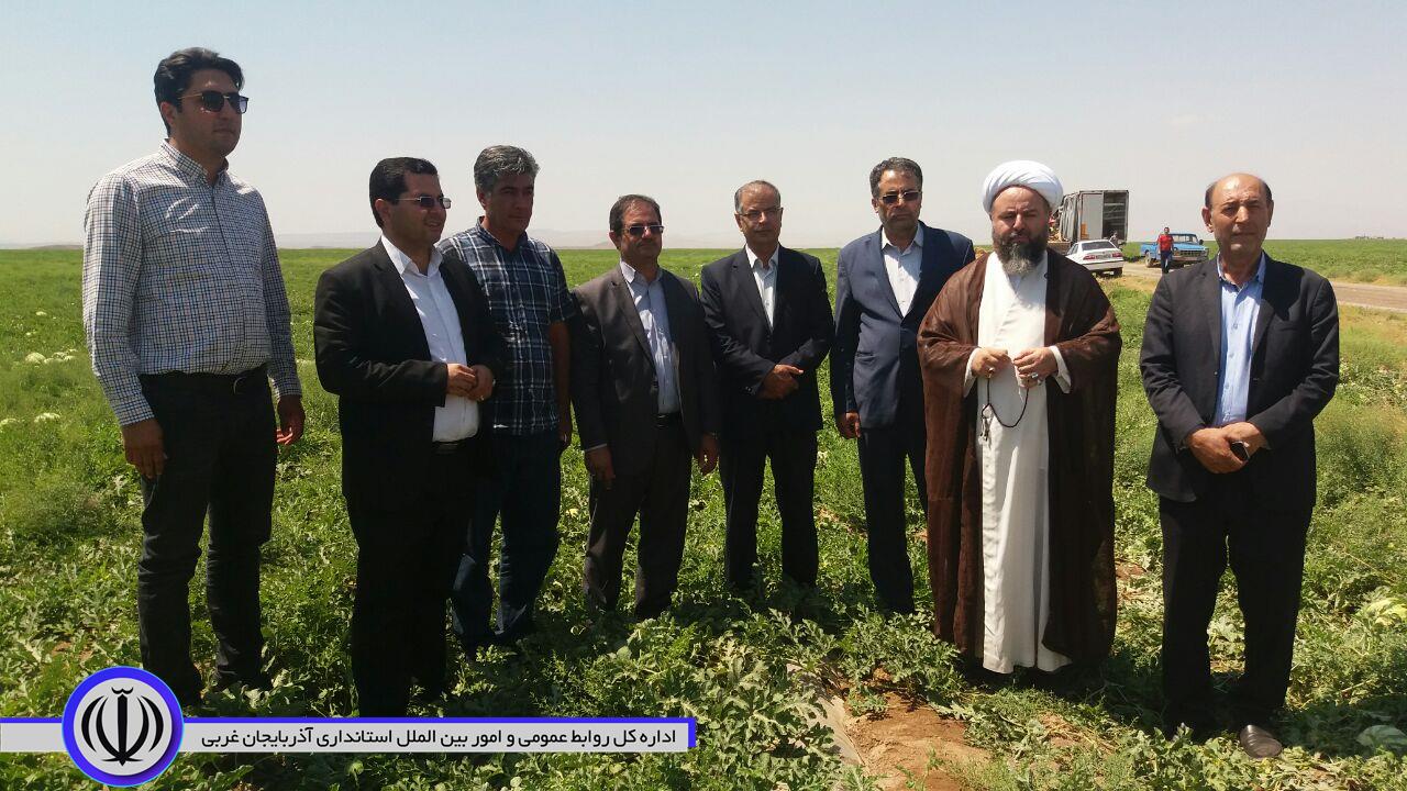 برای اولین بار جشنواره برداشت هندوانه در شهرستان پلدشت برگزار شد