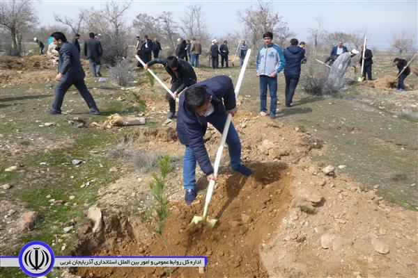 گرفتن جان دوباره جنگل های حاشیه رودخانه ارس شهرستان پلدشت با غرس 2 هزار اصله نهال در این منطقه