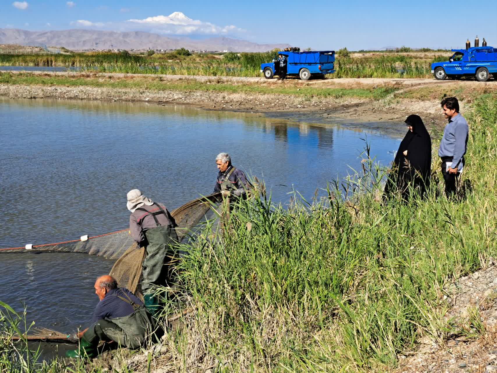 آغاز طرح رهاسازی بچه‌ماهیان گرمابی در منابع آبی شمال غرب کشور