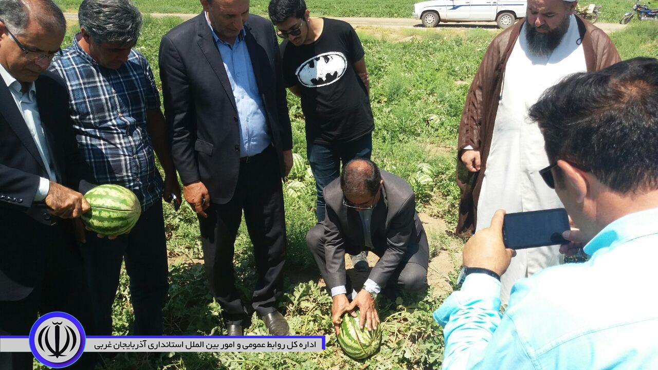 برای اولین بار جشنواره برداشت هندوانه در شهرستان پلدشت برگزار شد