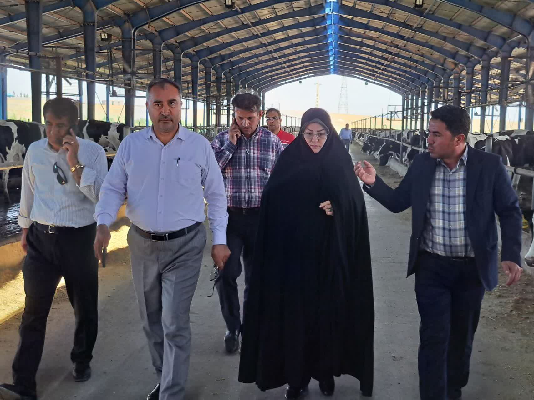 دیدار و بازدید میدانی فرماندار پلدشت و رئیس سازمان جهاد کشاورزی استان از طرحهای زیرساختی و کشاورزی شهرستان
