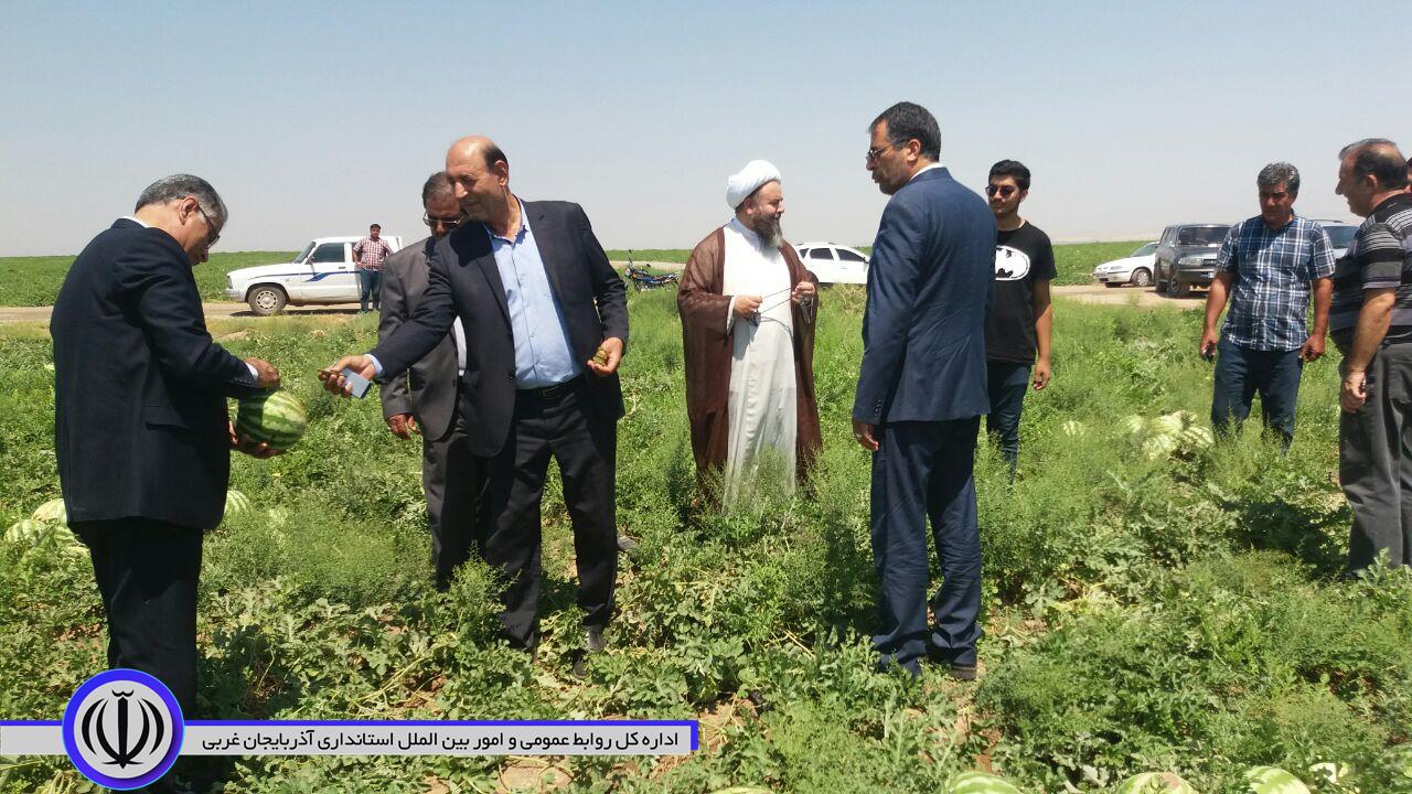 برای اولین بار جشنواره برداشت هندوانه در شهرستان پلدشت برگزار شد